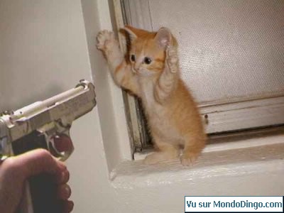 pove peti chatons